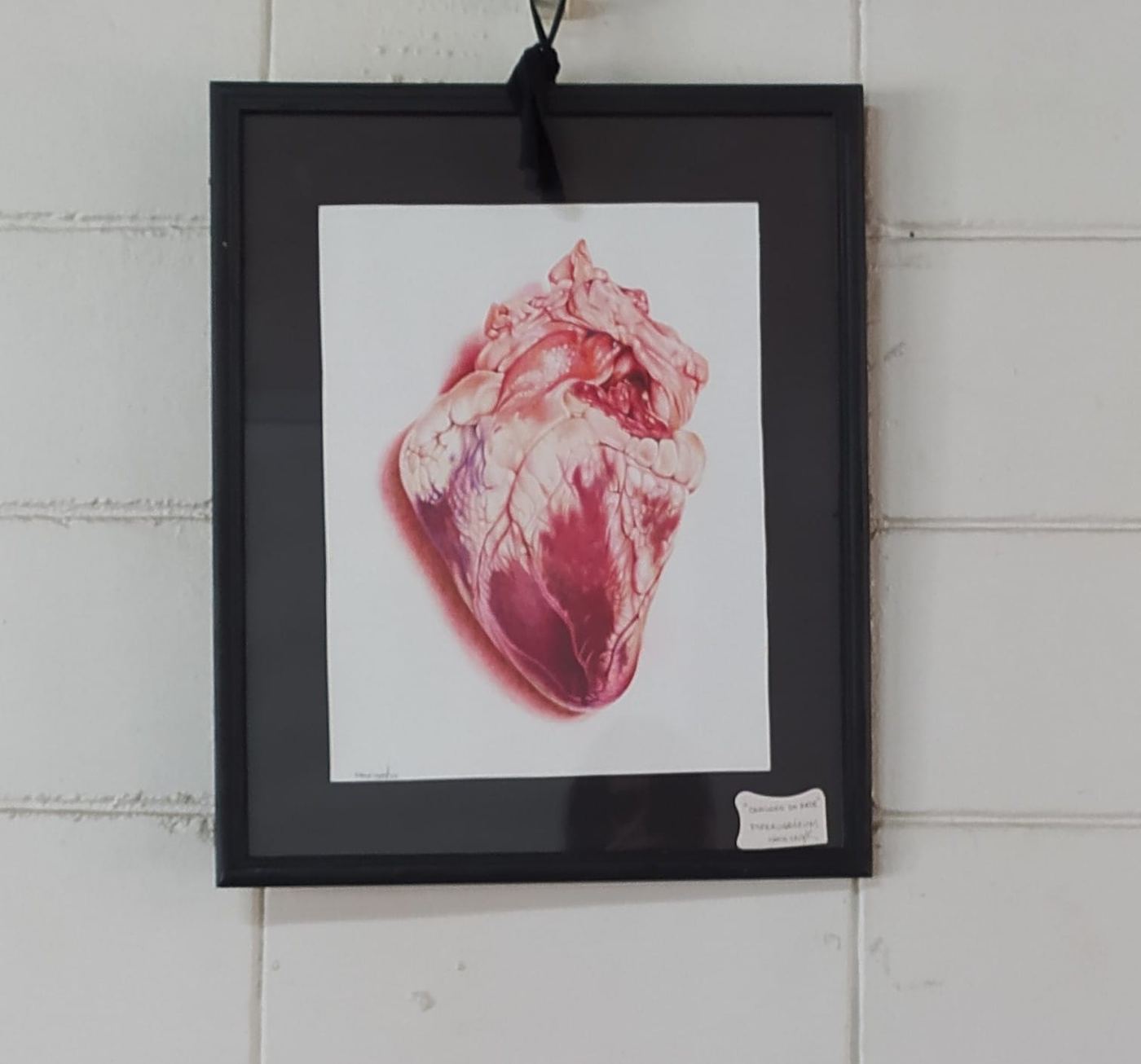 Framed drawing of an anatomical heart in the Câmara Municipal exhibition